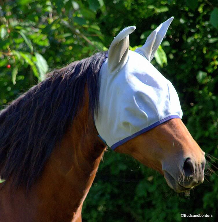 horse
