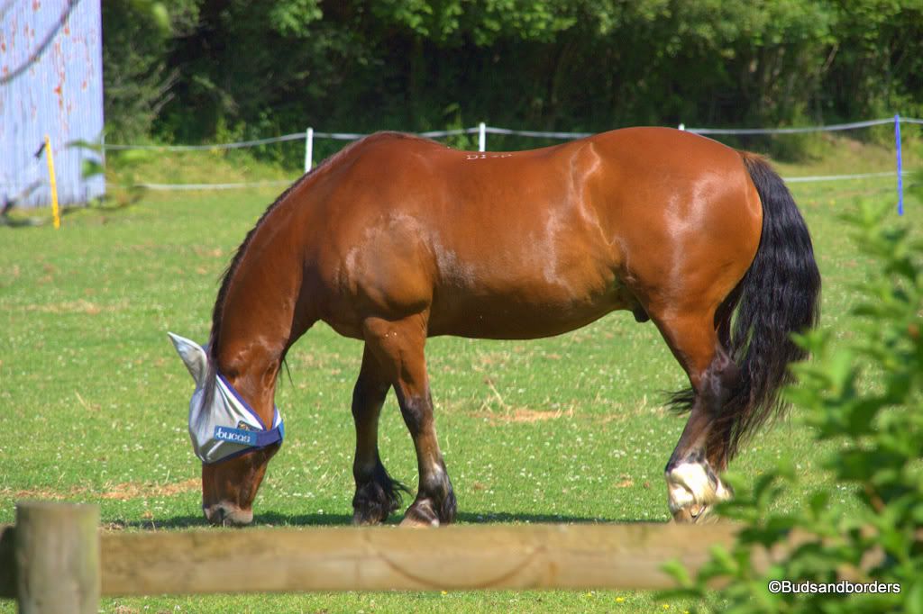 horse