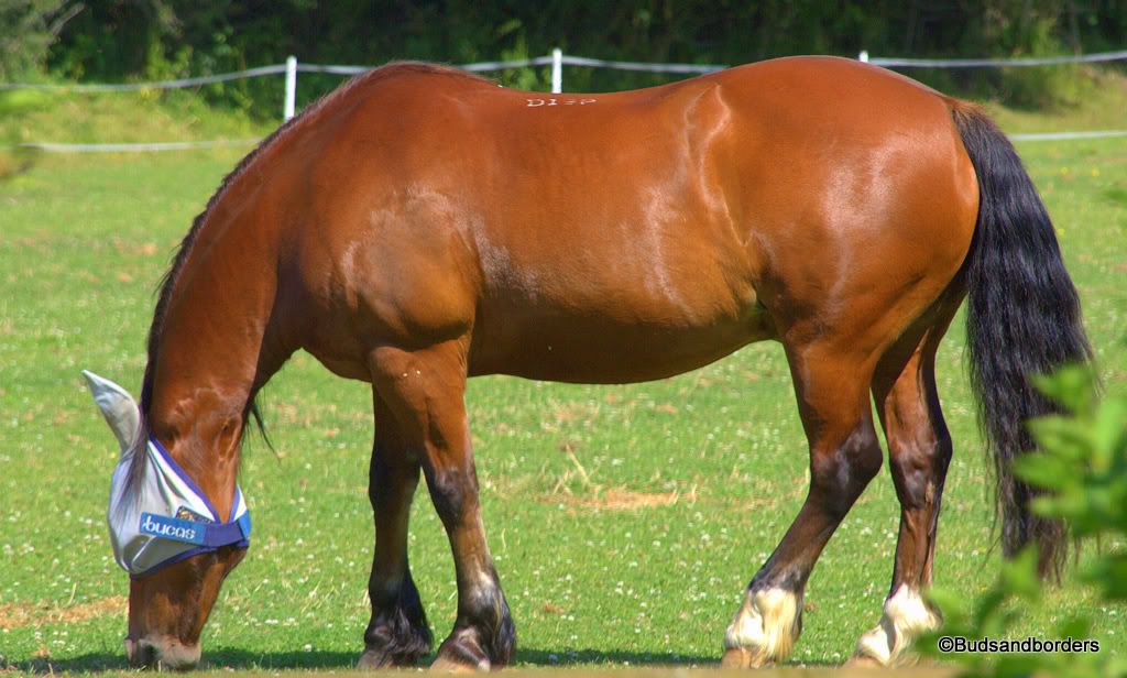horse