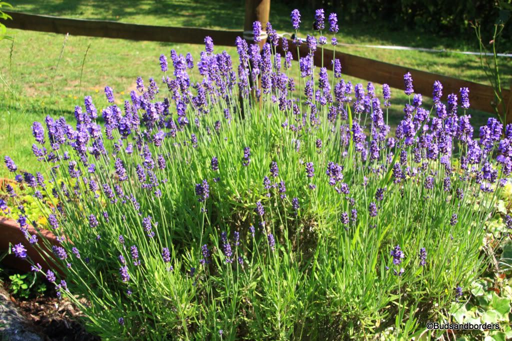 lavender