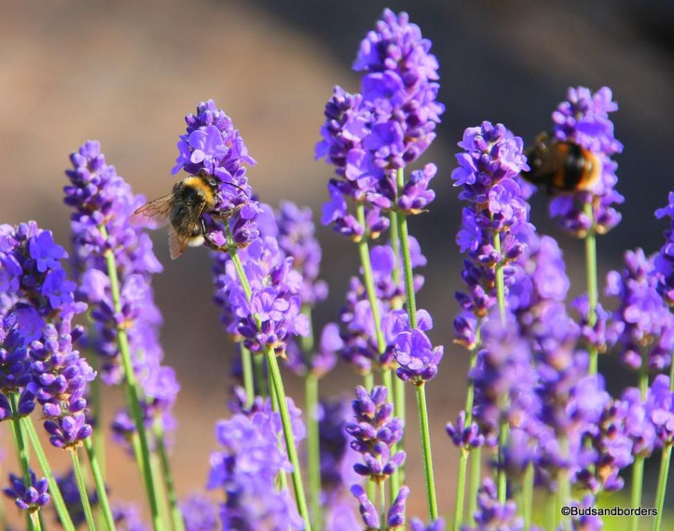 bee