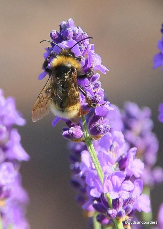 bee