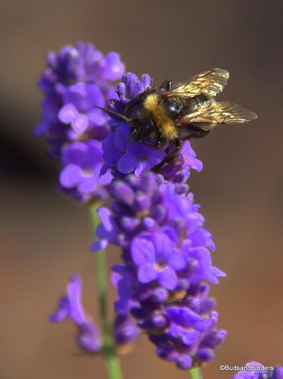 bee