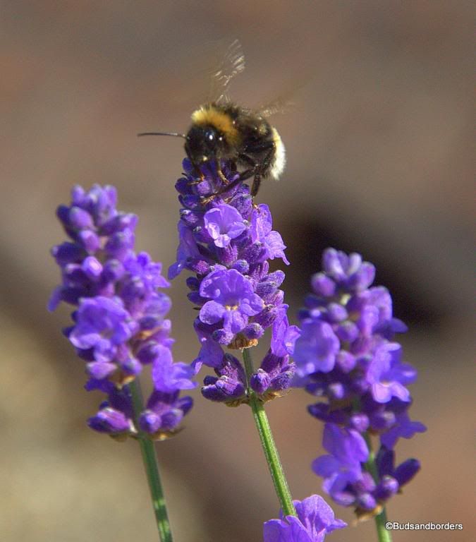 bee