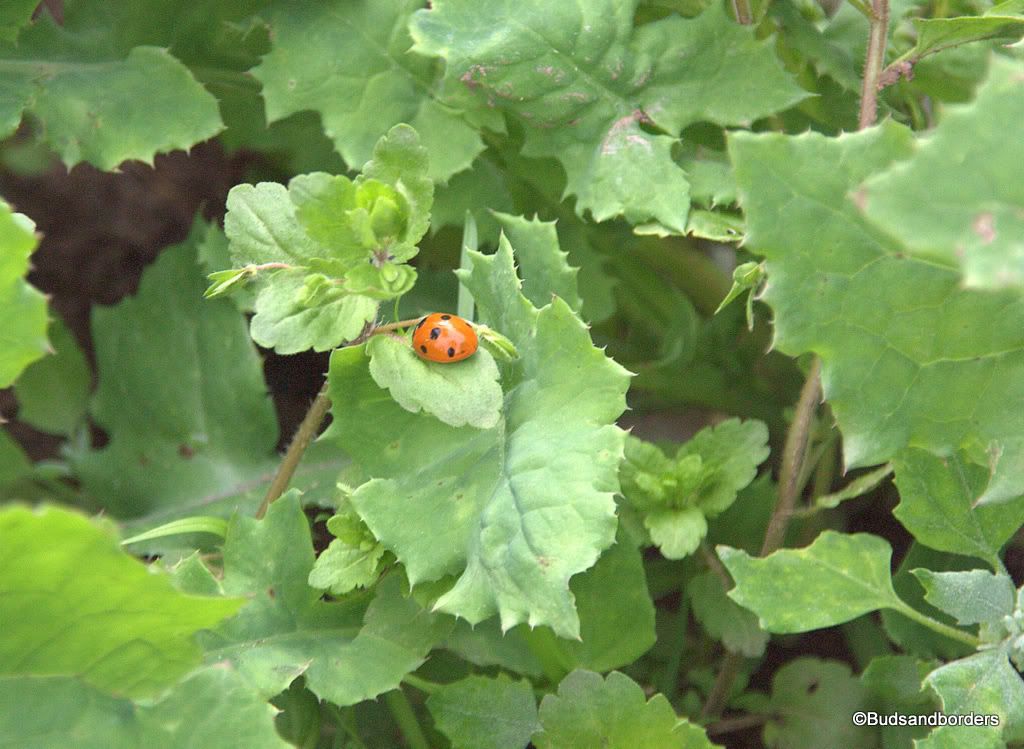 ladybird