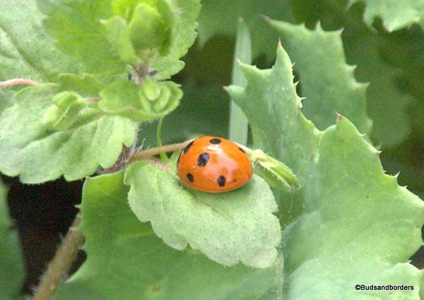 ladybird