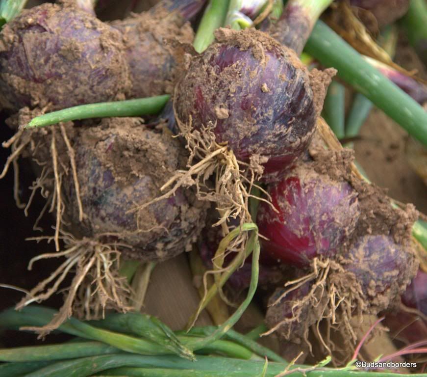 onions
