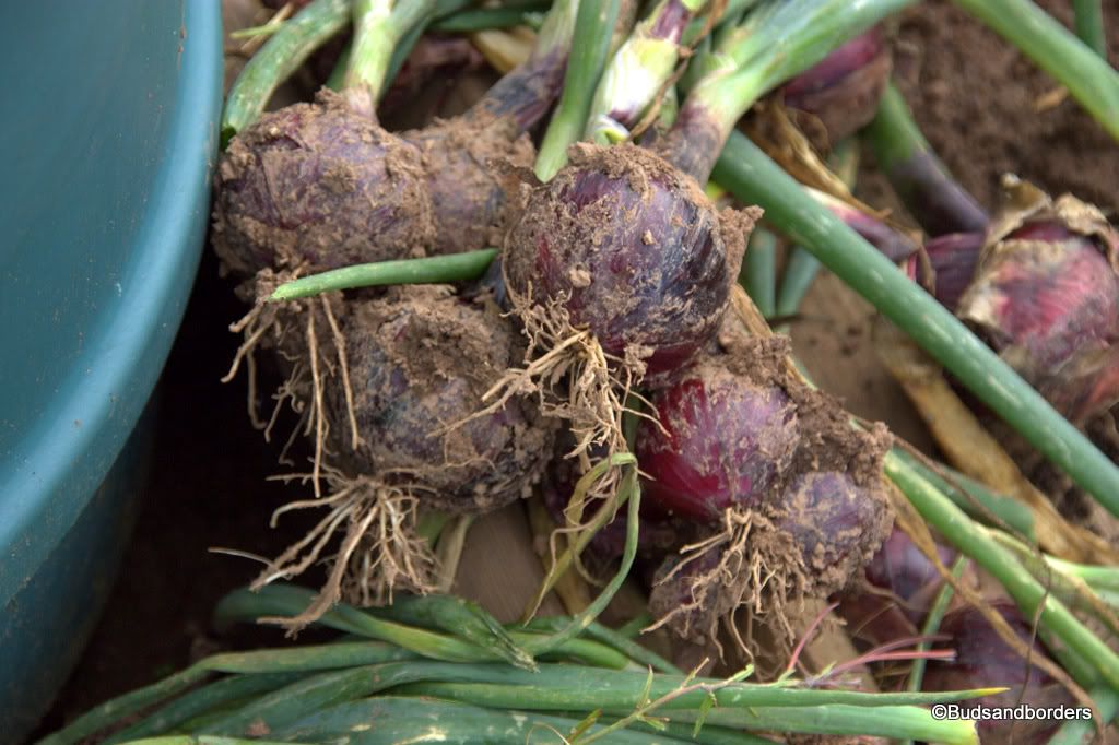 onions