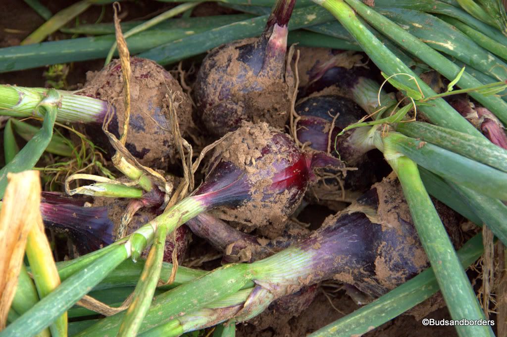 onions