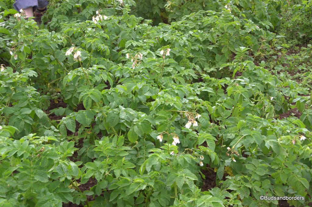 spuds