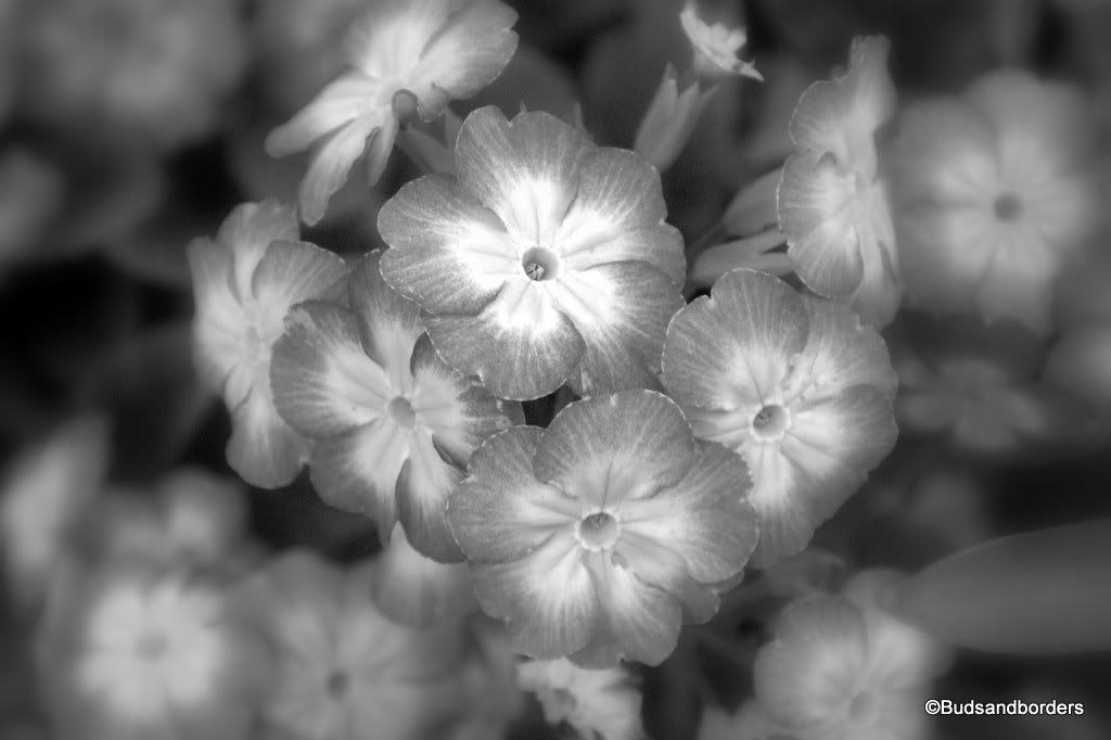 primrose