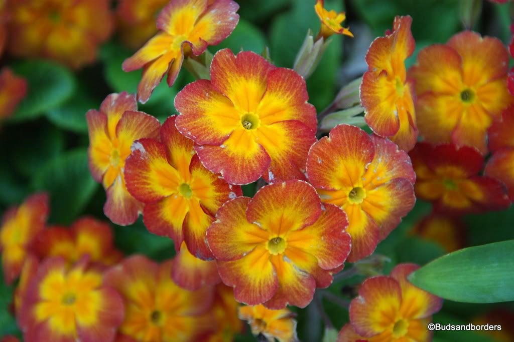 primrose