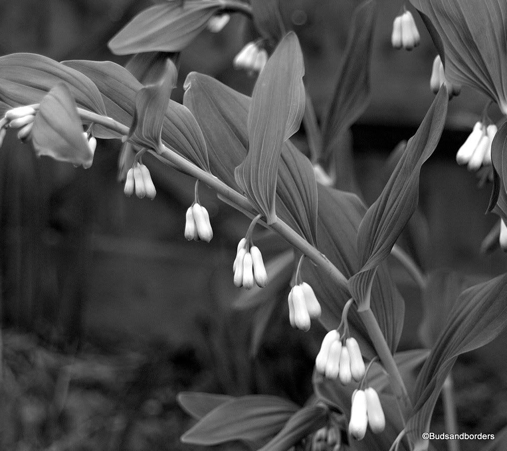 Solomon's seal