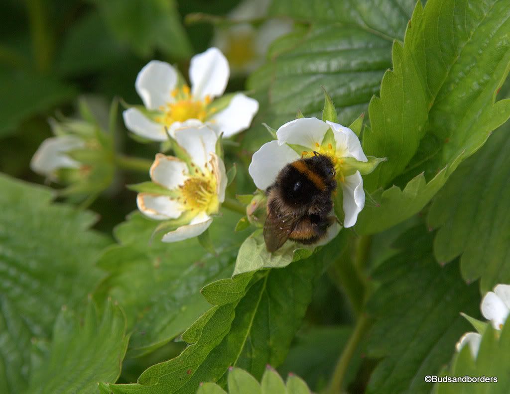 bee