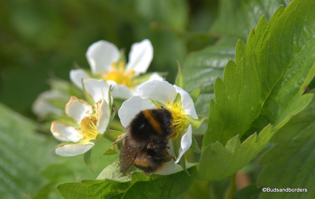 bee