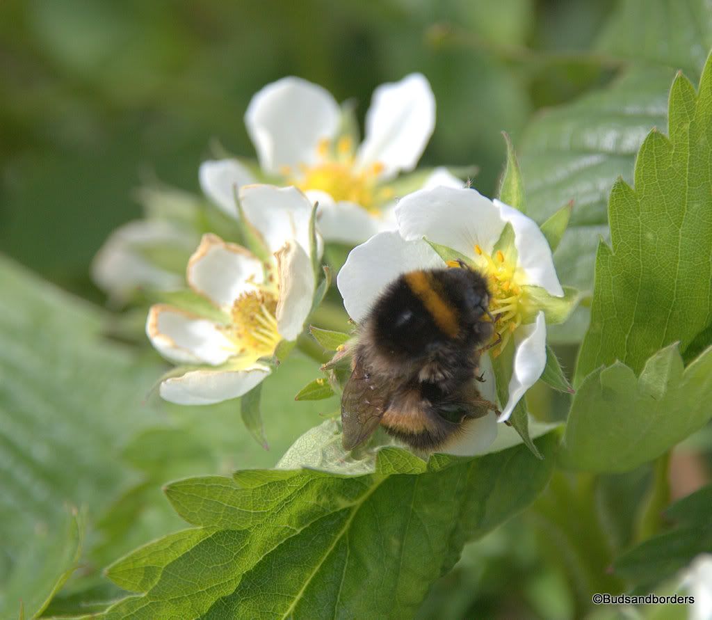 bee