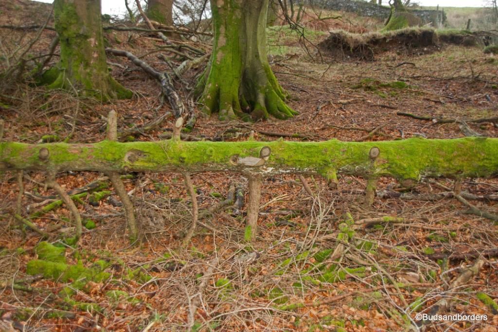 wood