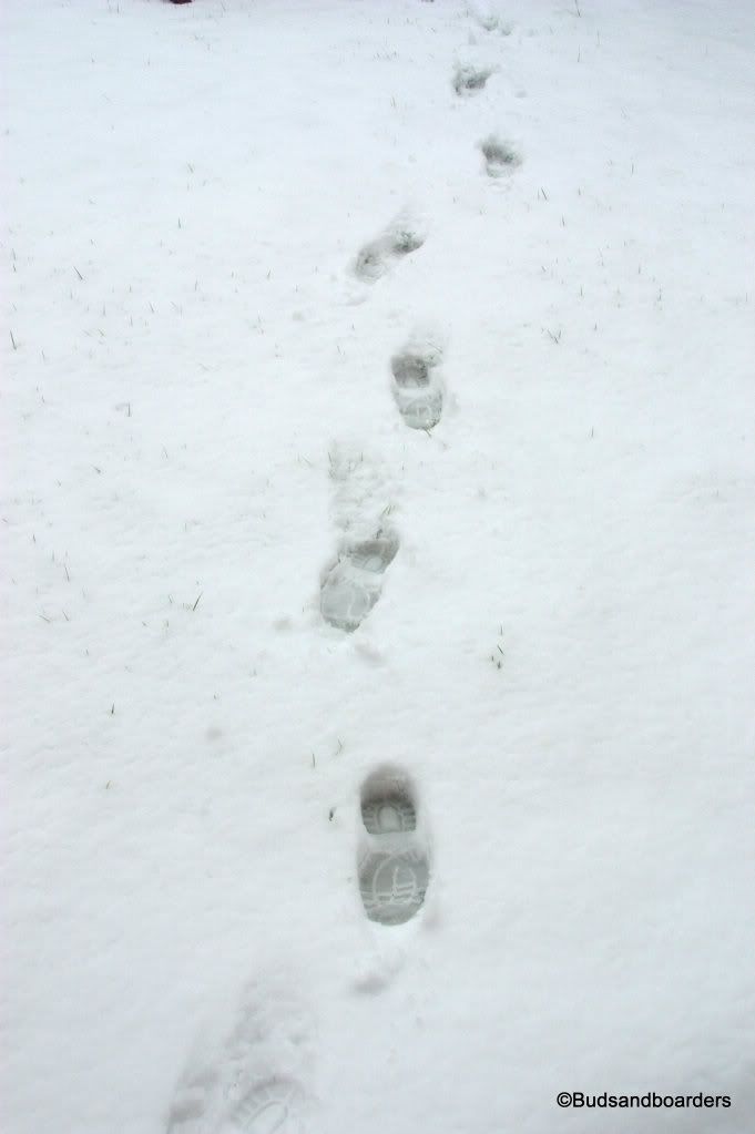 snow prints