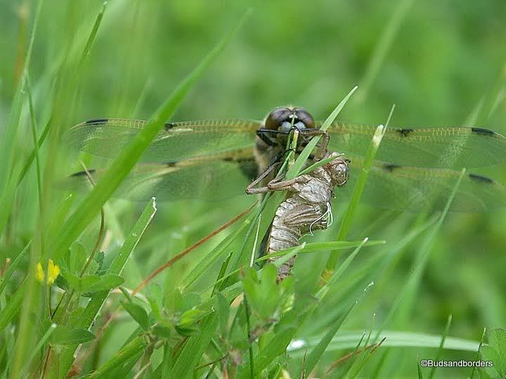 Dragon Fly