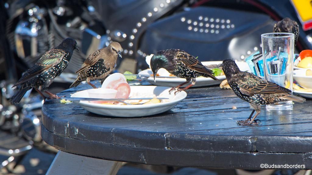 birds eating