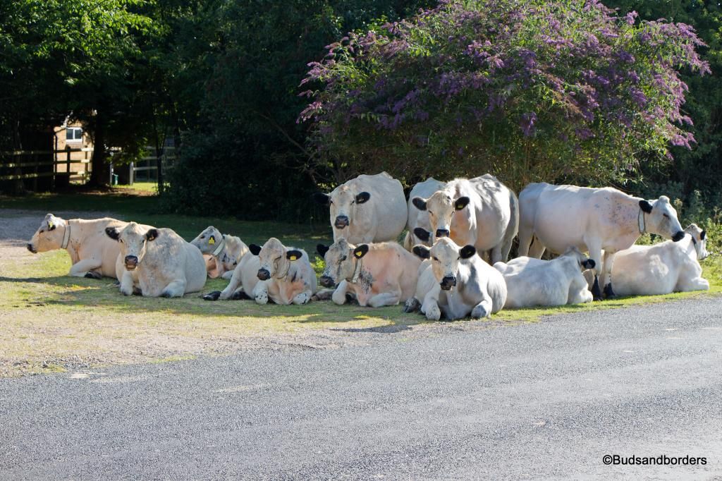 cows