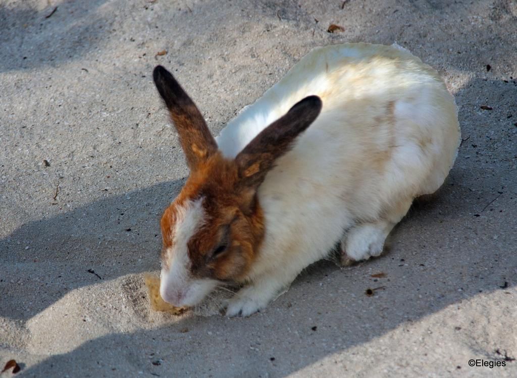 Eriyadhu rabbit