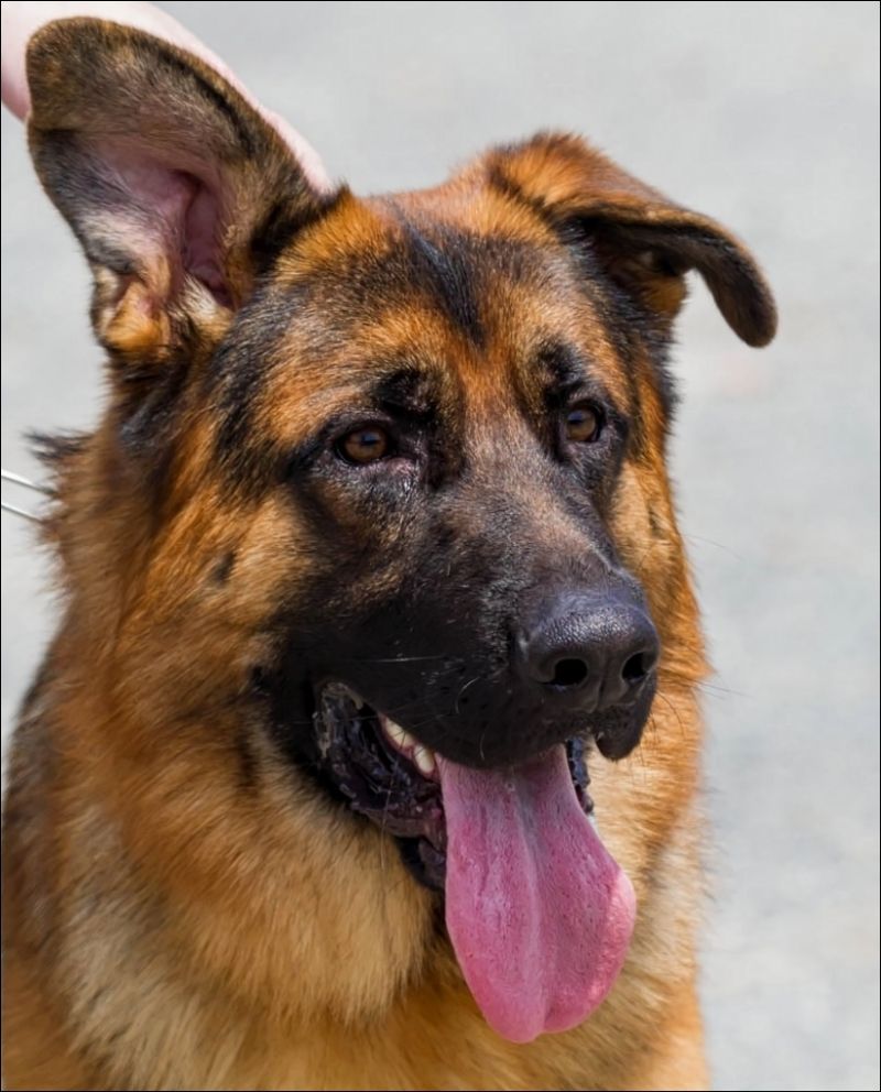 IMAGE: http://img.photobucket.com/albums/v634/oldducker/41279073-b3eb-468f-83d9-a847e2613817_zpsc5124ac3.jpg