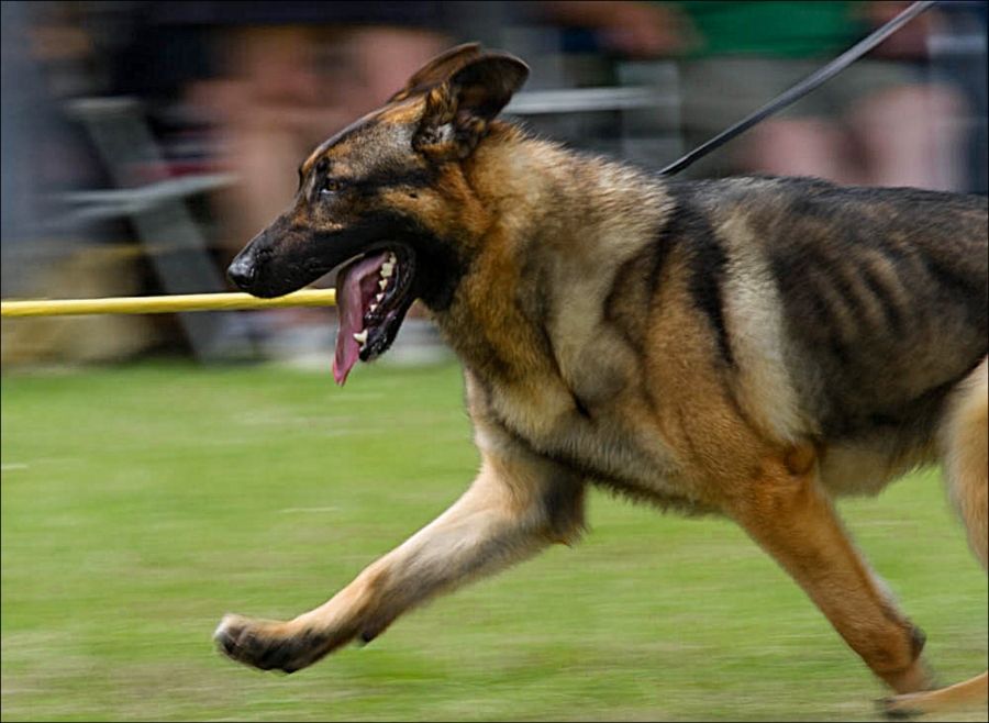 IMAGE: http://img.photobucket.com/albums/v634/oldducker/d63ae14c-a636-4c82-8bed-86a2e3187701_zps471a5de6.jpg