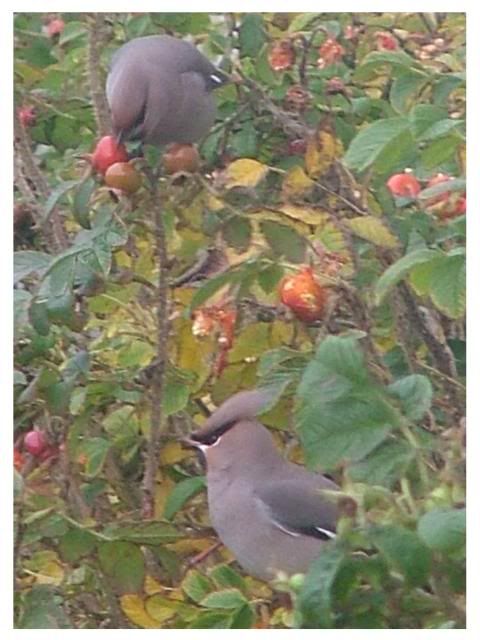 birds.jpg