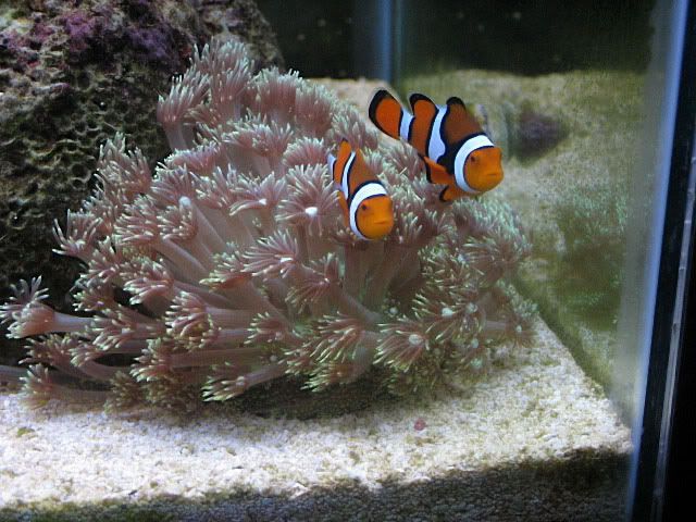 IMAGE: http://img.photobucket.com/albums/v634/vdubbugman53/RyanFish051_filtered_filtered.jpg