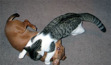 pinned