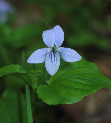 violet