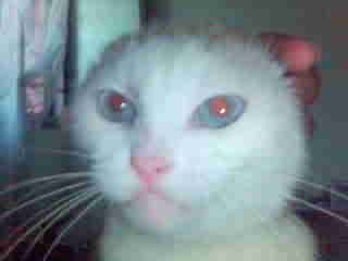 Image hosted by Photobucket.com