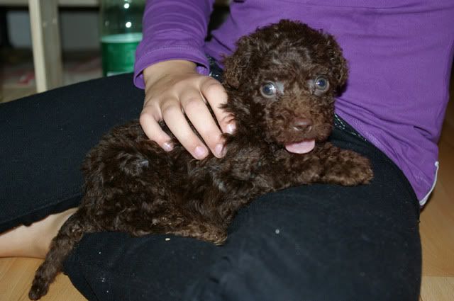 I re-pierced after nursing. Katie ~ mama of 2 big (ages 20 and 18) and one little (9yo) girls. Loki - our Perro de Agua Español (Spanish Water Dog), 