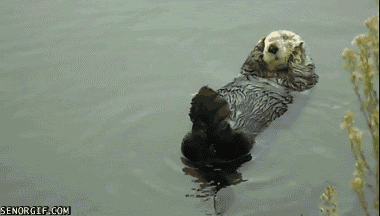 funny-gifs-otterly-relaxing.gif