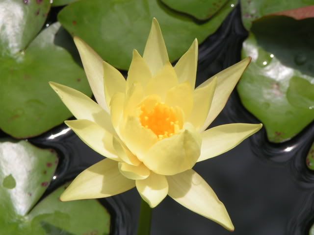 Yellow Water Lily Pictures, Images and Photos