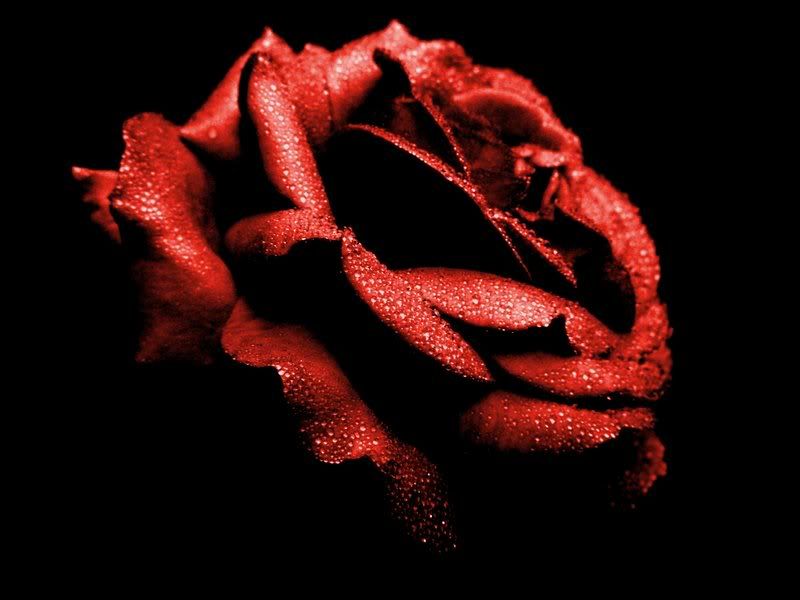 Blood Red Rose [1939]