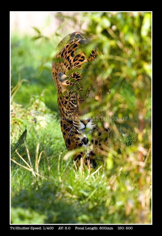 IMAGE: http://img.photobucket.com/albums/v636/Moomike_geckoworks/Jaguar001.jpg