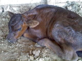 Calf mothering issues - Cattle