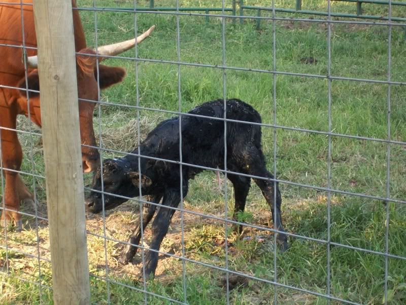 First Calving Season Results - Cattle