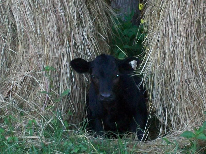 First Calving Season Results - Cattle
