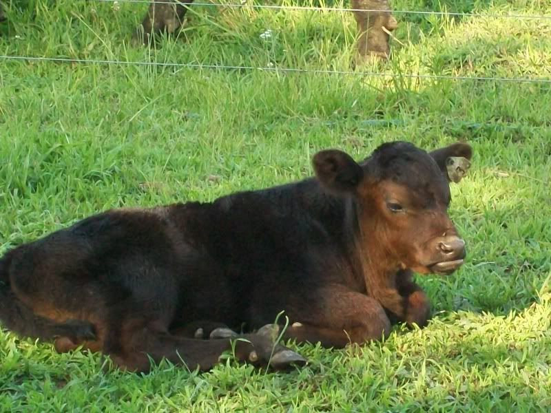 First Calving Season Results - Cattle