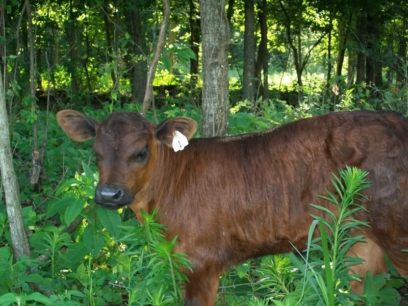 First Calving Season Results - Cattle