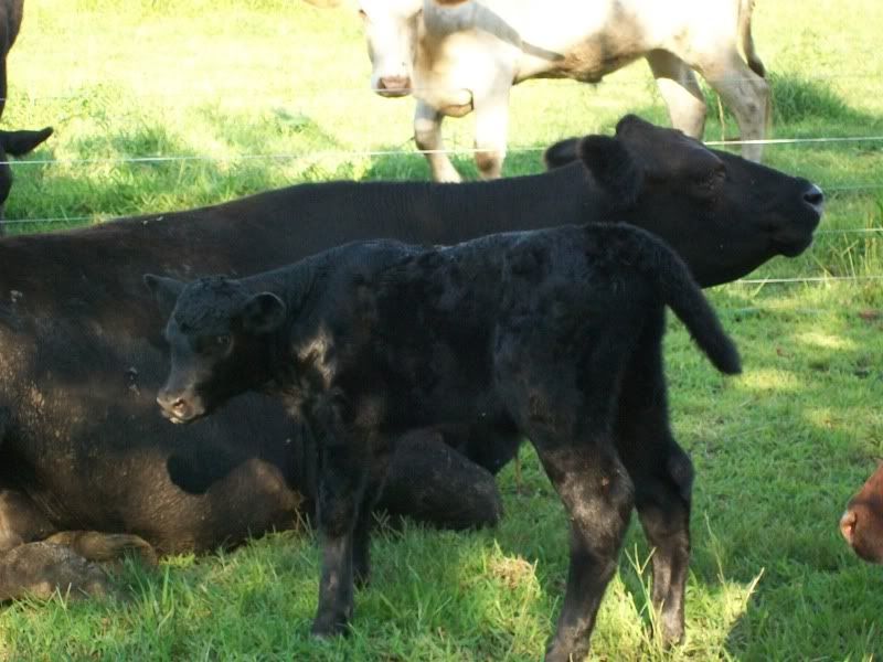 First Calving Season Results - Cattle
