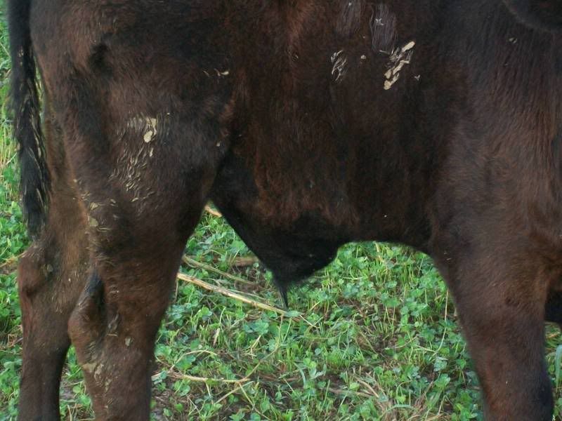 Inflammation due to Banding? - Cattle