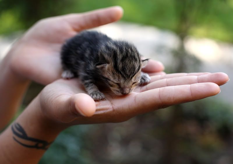 IMAGE: http://img.photobucket.com/albums/v636/korr123/kitten.jpg