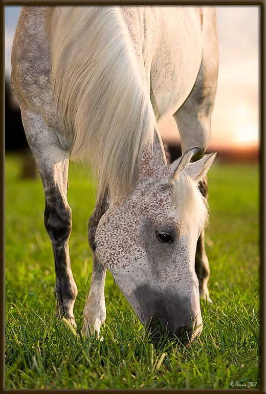 IMAGE: http://img.photobucket.com/albums/v636/rrrr/20080818-_MG_8925-21copy.jpg