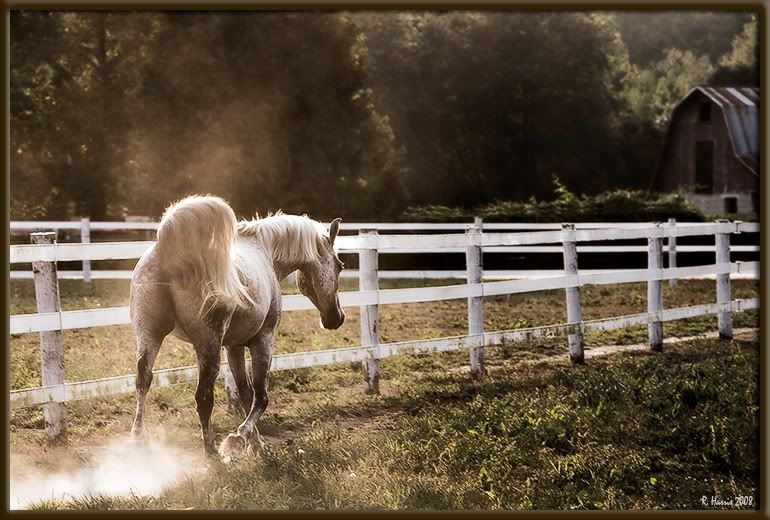 IMAGE: http://img.photobucket.com/albums/v636/rrrr/20080818-_MG_8959-11.jpg