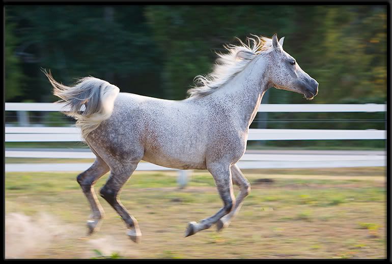 IMAGE: http://img.photobucket.com/albums/v636/rrrr/20080818-_MG_8987-91.jpg