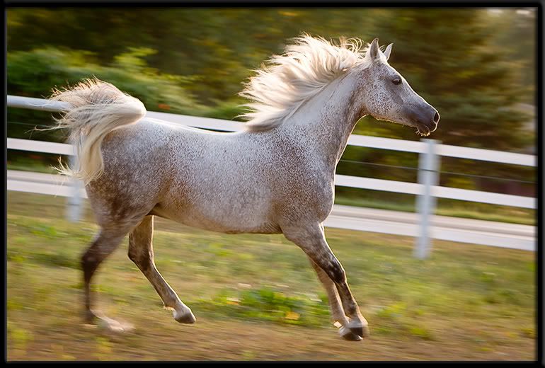 IMAGE: http://img.photobucket.com/albums/v636/rrrr/20080818-_MG_8989-8.jpg